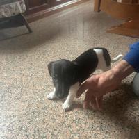 Jack russell