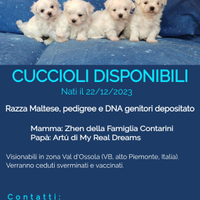 Cuccioli di Maltese con pedigree