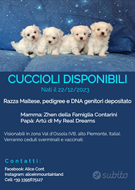 Cuccioli di Maltese con pedigree