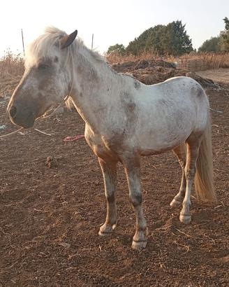 Doppio pony