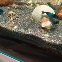 Neocaridina caridina