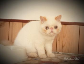 Exotic shorthair colorpoint