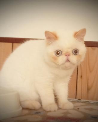 Exotic shorthair colorpoint
