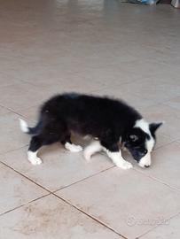 cucciolo di border collie