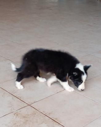 cucciolo di border collie