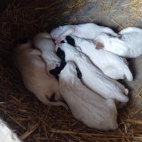 Cuccioli Setter Inglese