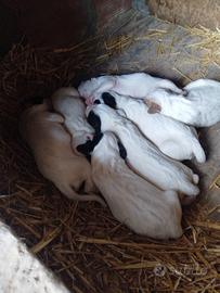 Cuccioli Setter Inglese