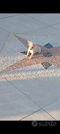 Disponibili cuccioli di Chiwawa