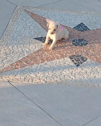 Disponibili cuccioli di Chiwawa