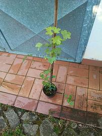 pianta acero campestre h 70 80 cm in vaso