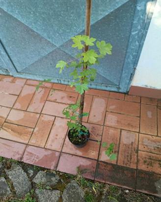 pianta acero campestre h 70 80 cm in vaso