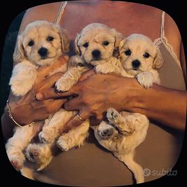 Cuccioli Maltipoo Toy