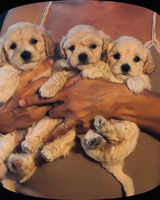 Cuccioli Maltipoo Toy