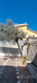 albero oliva 