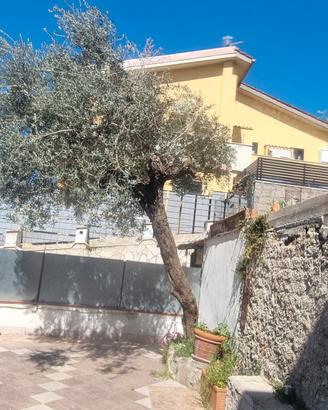 albero oliva 