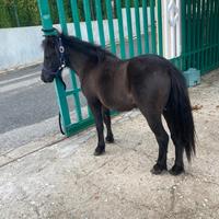 Pony