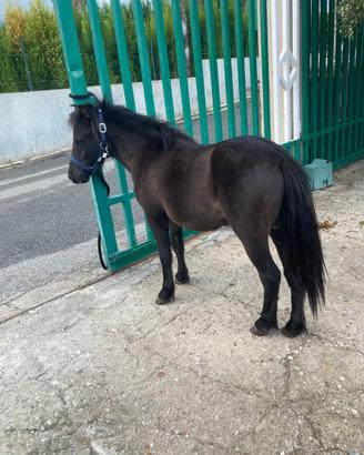 Pony