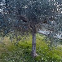 Piante di ulivo