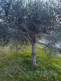 Piante di ulivo