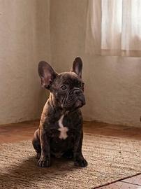 Cucciolo di Bulldog Francese Bringee