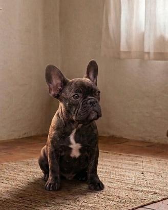 Cucciolo di Bulldog Francese Bringee