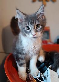 Main Coon maschio di 3 mesi