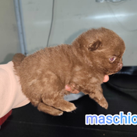 Volpini di pomerania