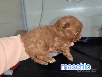 Volpini di pomerania