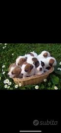 Cuccioli jack russel
