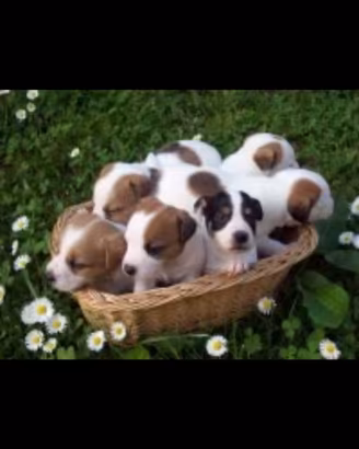 Cuccioli jack russel