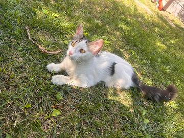 Gattino incrocio Norvegese delle foreste