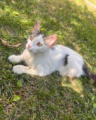 Gattino incrocio Norvegese delle foreste
