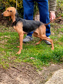 Femmina due anni specialista lepre