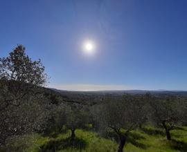 Terreno misto uliveto e bosco