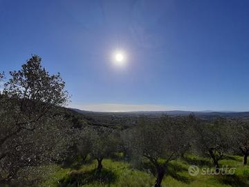 Terreno misto uliveto e bosco