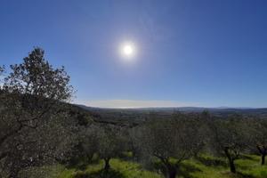 Terreno misto uliveto e bosco