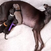 Cuccioli di Piccolo Levriero Italiano