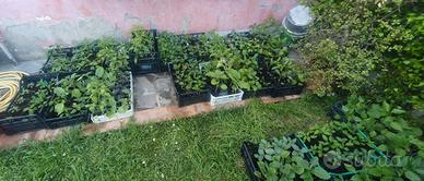 piante di peperoncini e pomodori molto particolari