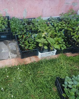 piante di peperoncini e pomodori molto particolari