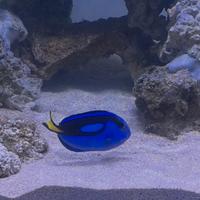 Paracanthurus hepatus (dori)