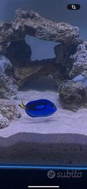 Paracanthurus hepatus (dori)