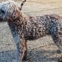 Lagotto romagnolo