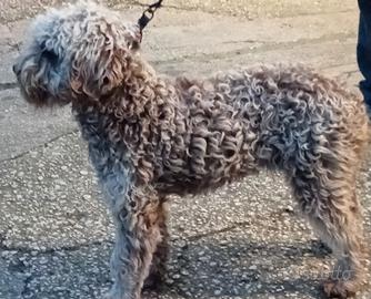 Lagotto romagnolo