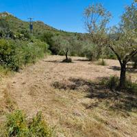 Pulizia giardini e cura piante e siepi