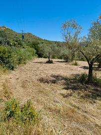 Pulizia giardini e cura piante e siepi