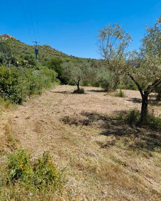 Pulizia giardini e cura piante e siepi