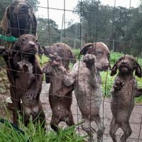 SARDEGNA _Bella cucciolata di Kurzhaar