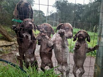 SARDEGNA _Bella cucciolata di Kurzhaar