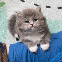 Cuccioli di gatto siberiano(leggere la bio)