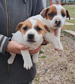 Cuccioli jack russel